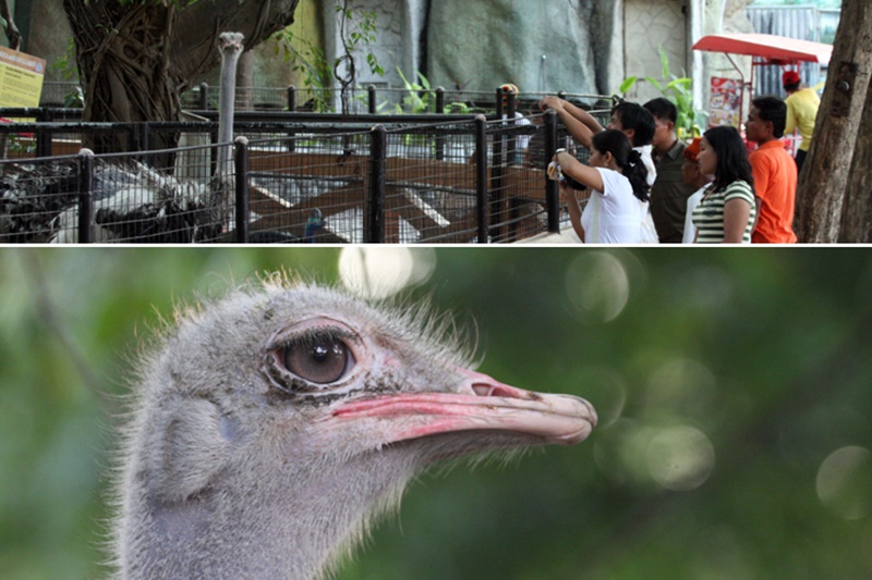 마닐라 동물원 용문 에이전시 5.jpg